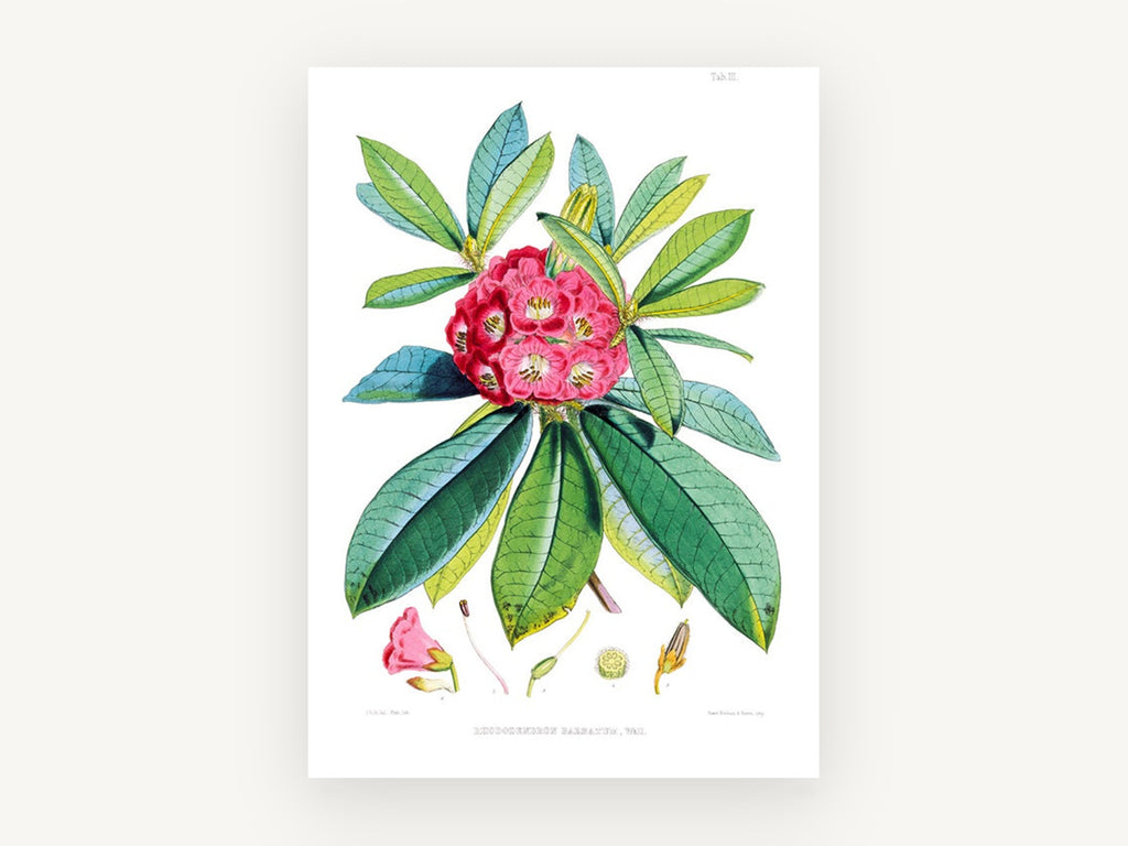 Crimson Rhododendron Study, vintage canvas wall art print, front view