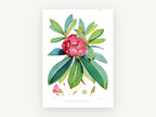 Crimson Rhododendron Study, vintage canvas wall art print, front view