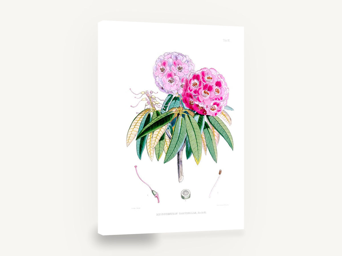 Pink Rhododendron Study, antique pink rhododendron botanical, stretched canvas wall art print ready to hang