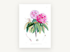 Pink Rhododendron Study, vintage canvas wall art print, front view