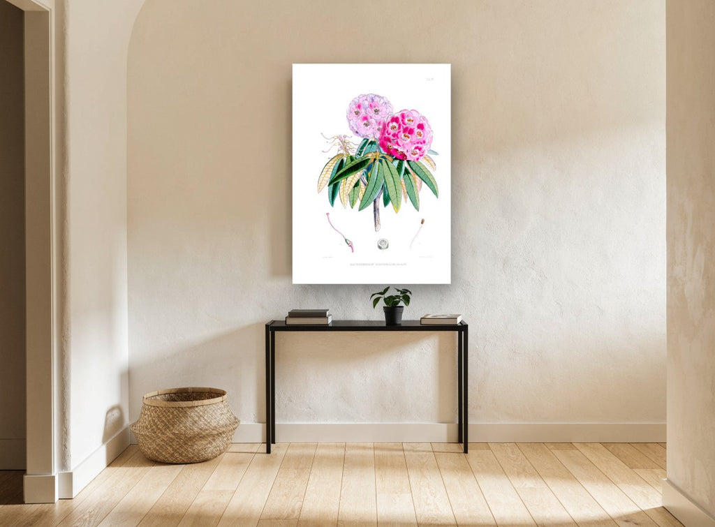 Pink Rhododendron Study vintage canvas print on the wall of a hallway