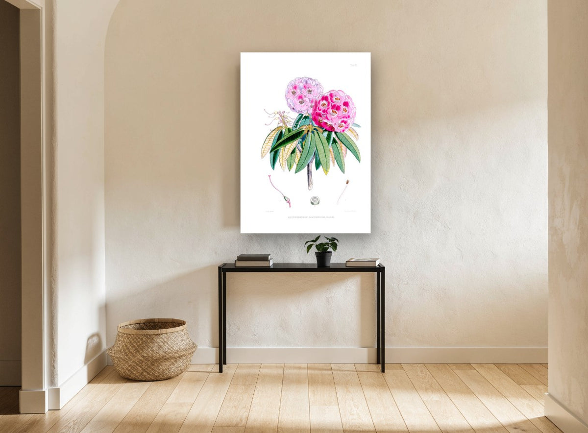Pink Rhododendron Study vintage canvas print on the wall of a hallway