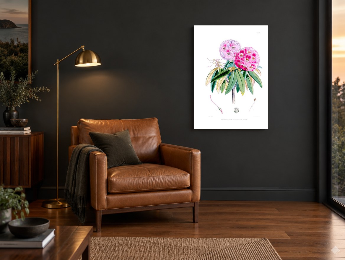 Pink Rhododendron Study vintage canvas print on the wall of a charcoal living room