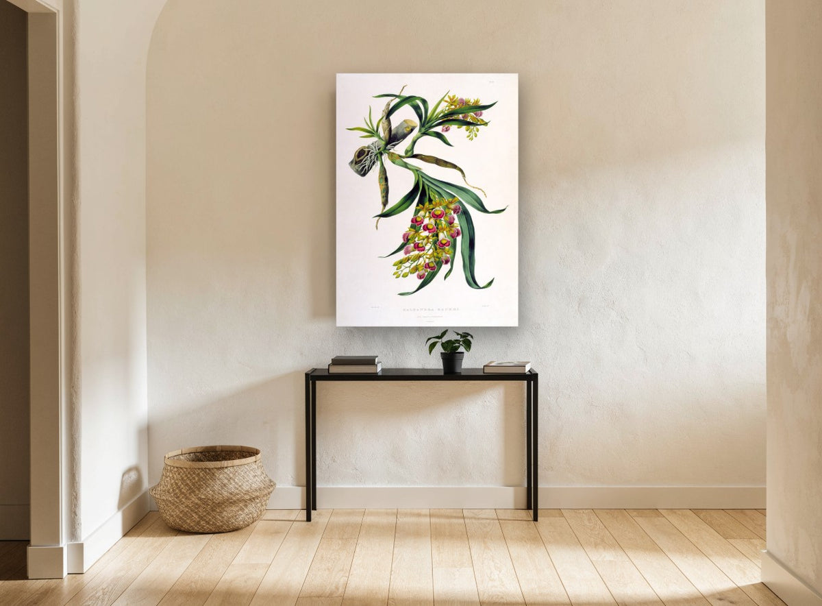 Galeandra Orchid Spray vintage canvas print on the wall of a hallway