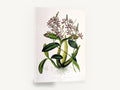 Trumpet Orchid Study, antique orchid botanical illustration, stretched canvas wall art print ready to hang