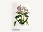 Trumpet Orchid Study, antique orchid botanical illustration, stretched canvas wall art print ready to hang