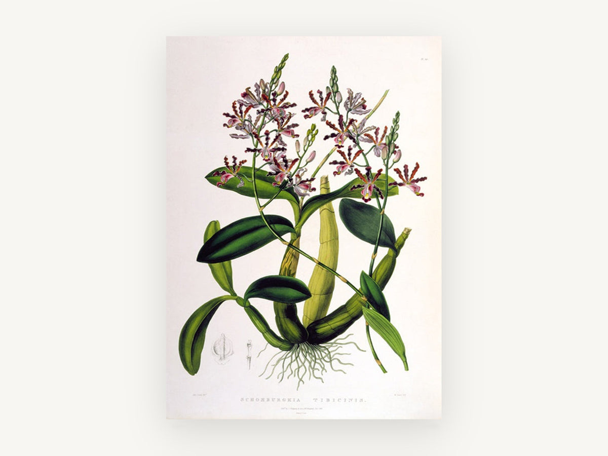 Trumpet Orchid Study, vintage canvas wall art print, front view