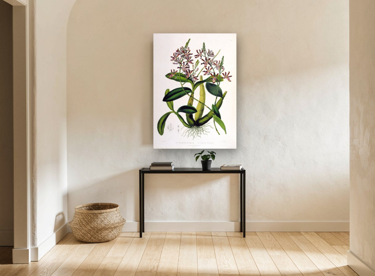 Trumpet Orchid Study vintage canvas print on the wall of a hallway