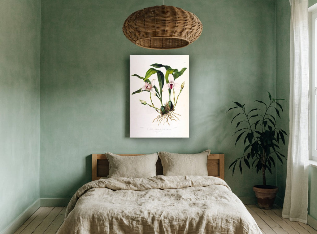 White Orchid Study vintage canvas print on the wall of a bedroom