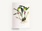 White Orchid Study, antique maxillaria orchid botanical, stretched canvas wall art print ready to hang