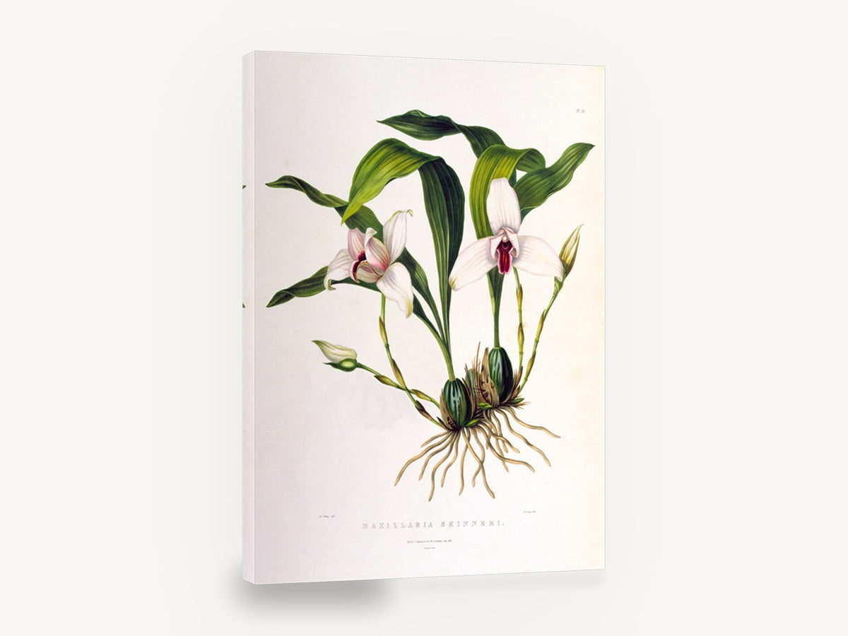 White Orchid Study, antique maxillaria orchid botanical, stretched canvas wall art print ready to hang