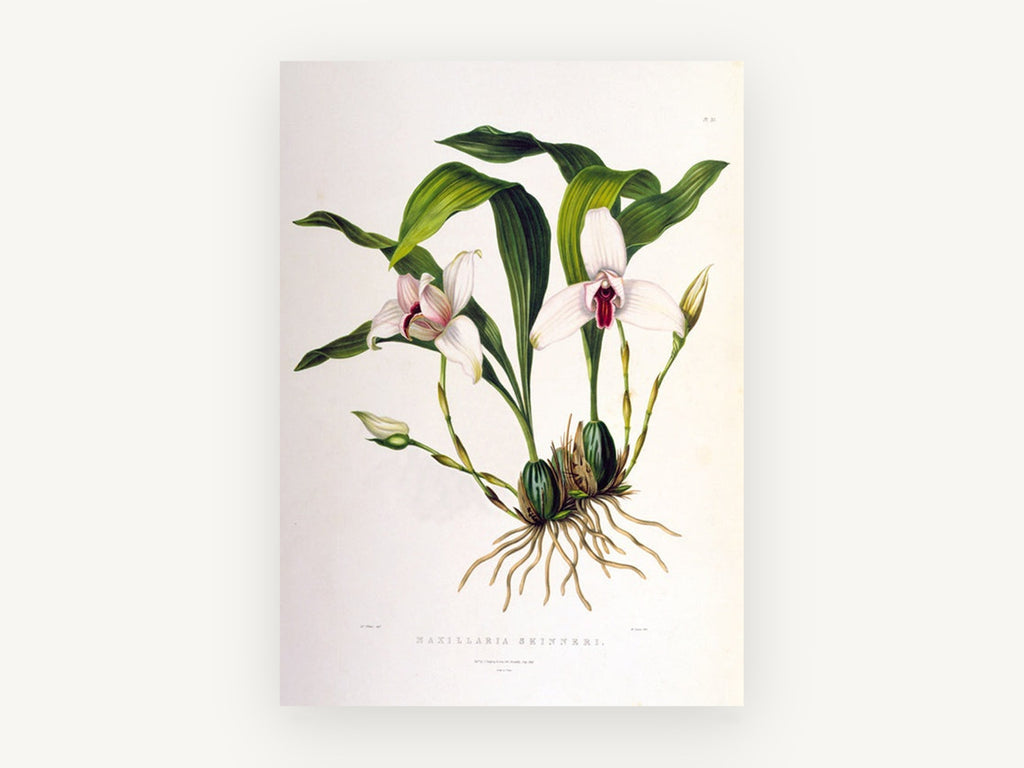 White Orchid Study, vintage canvas wall art print, front view