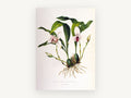 White Orchid Study, vintage canvas wall art print, front view