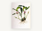 White Orchid Study, vintage canvas wall art print, front view
