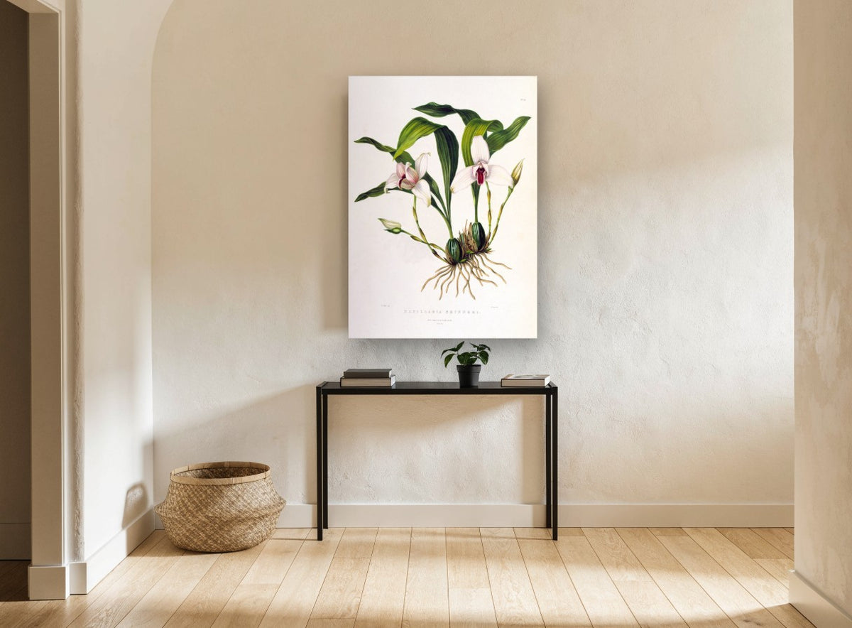 White Orchid Study vintage canvas print on the wall of a hallway