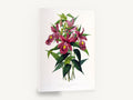 Magenta Sobralia Orchids, vintage sobralia orchid botanical, stretched canvas wall art print ready to hang