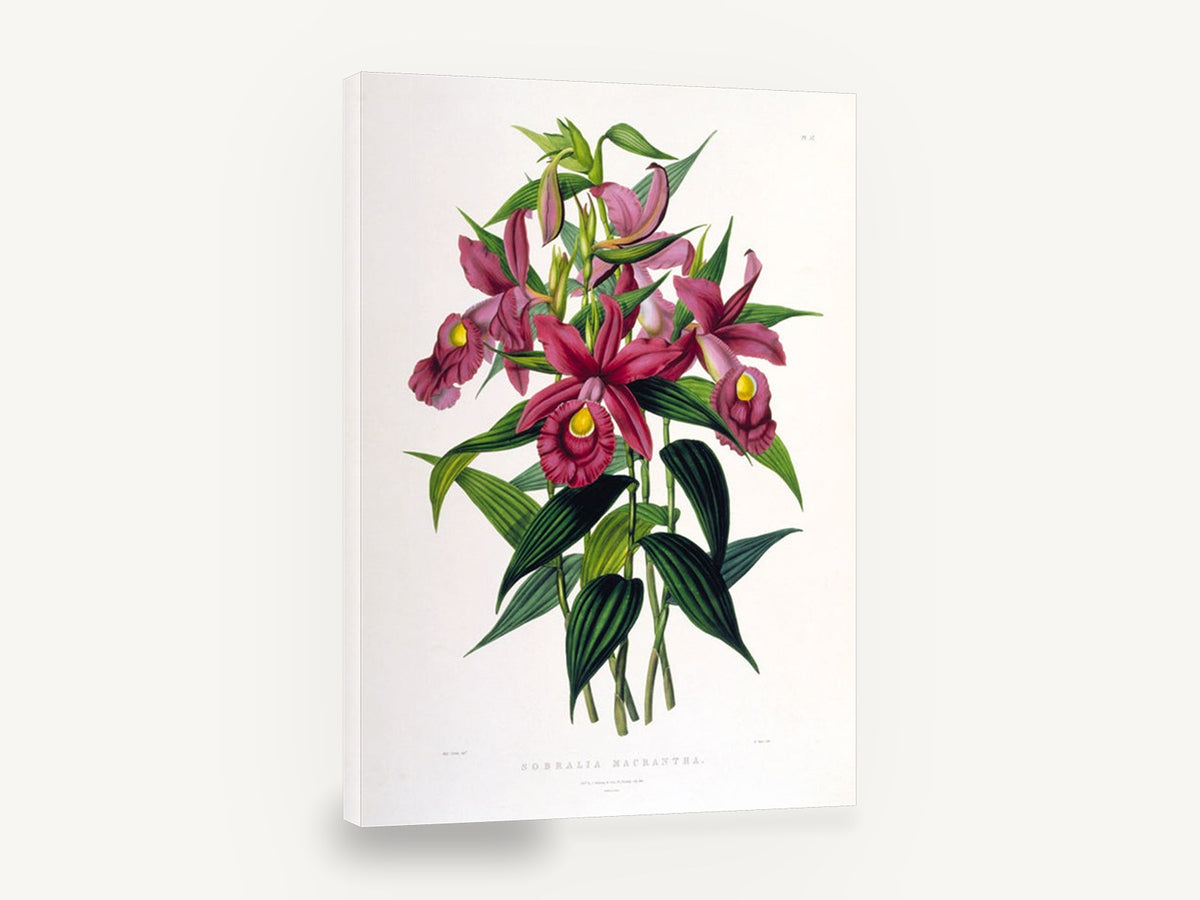 Magenta Sobralia Orchids, vintage sobralia orchid botanical, stretched canvas wall art print ready to hang
