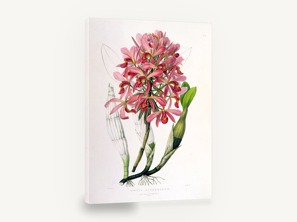 Pink Laelia Orchid Spray, vintage pink orchid botanical, stretched canvas wall art print ready to hang