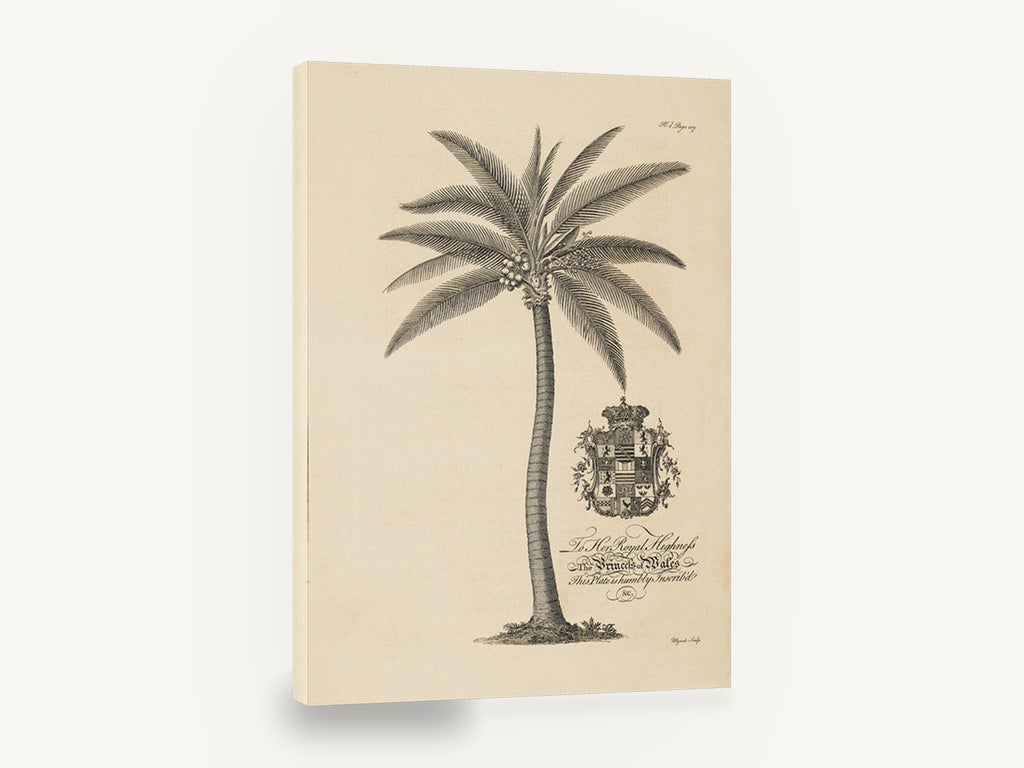 Royal Coconut Palm, antique coconut palm engraving, stretched canvas wall art print ready to hang