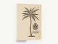 Royal Coconut Palm, antique coconut palm engraving, stretched canvas wall art print ready to hang
