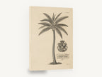 Royal Coconut Palm, antique coconut palm engraving, stretched canvas wall art print ready to hang