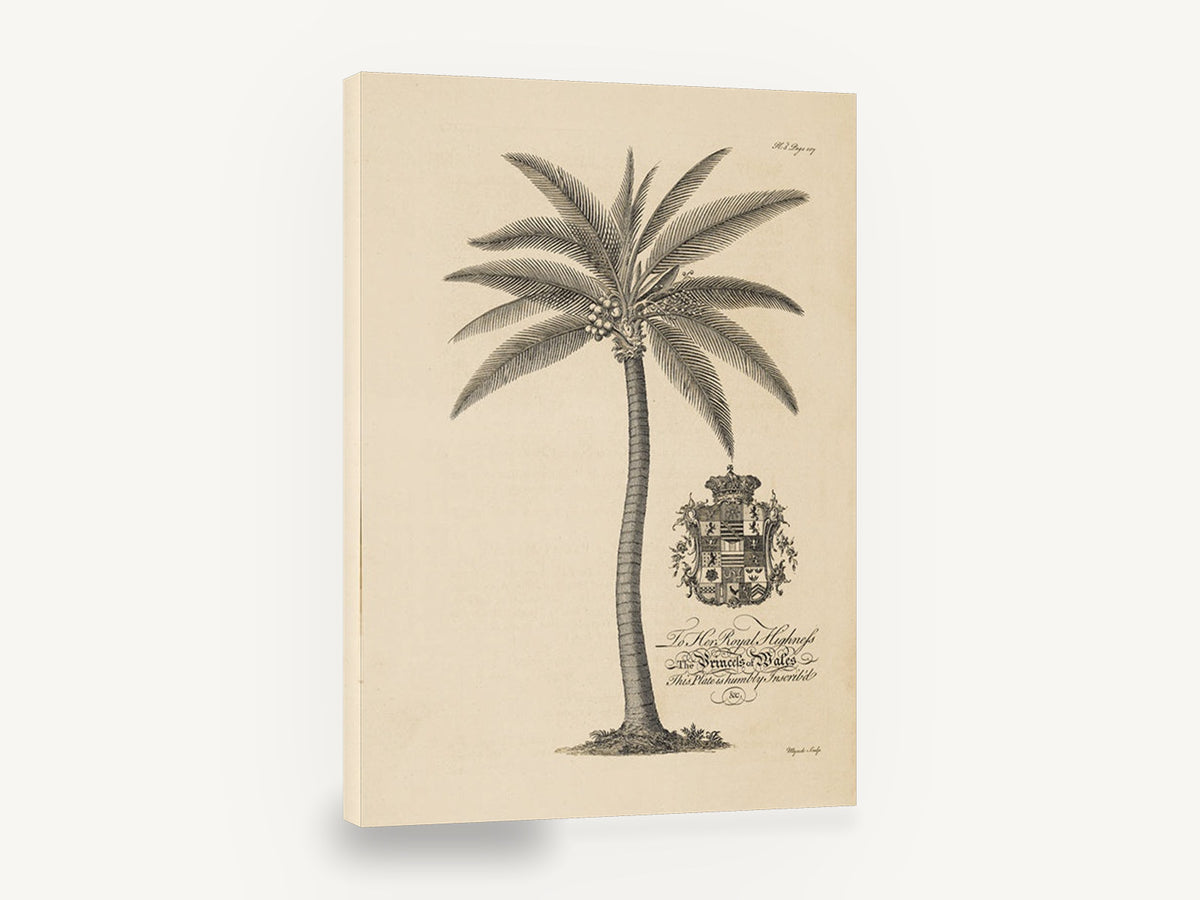 Royal Coconut Palm, antique coconut palm engraving, stretched canvas wall art print ready to hang