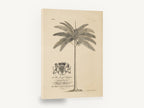 Royal Palm Dedication, antique palm tree botanical engraving, stretched canvas wall art print ready to hang