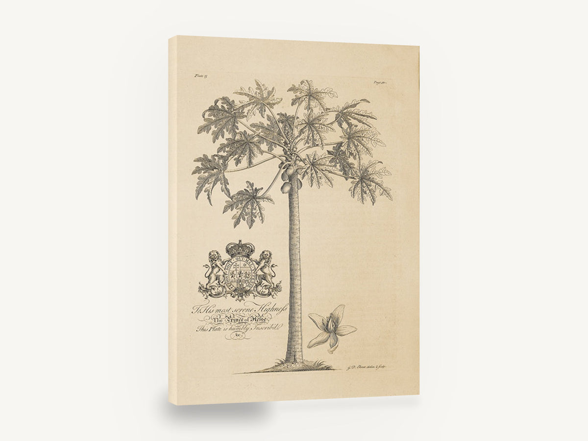 Papaya Tree Dedication Plate, antique papaya tree botanical engraving, stretched canvas wall art print ready to hang