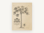 Papaya Tree Dedication Plate, vintage canvas wall art print, front view