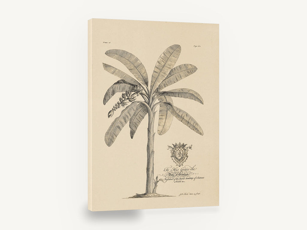 Banana Tree Dedication Plate, antique banana tree botanical engraving, stretched canvas wall art print ready to hang