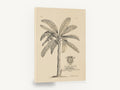 Banana Tree Dedication Plate, antique banana tree botanical engraving, stretched canvas wall art print ready to hang