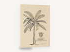 Banana Tree Dedication Plate, antique banana tree botanical engraving, stretched canvas wall art print ready to hang