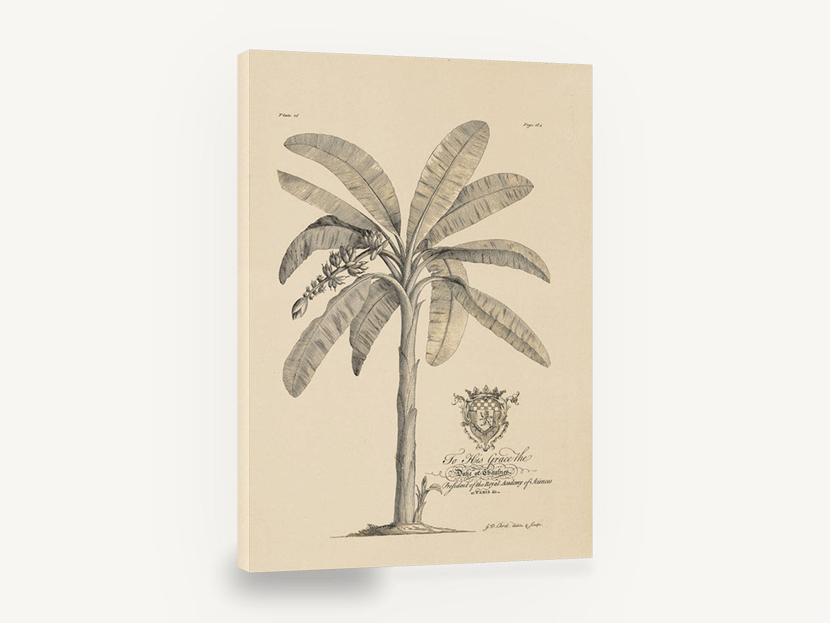Banana Tree Dedication Plate, antique banana tree botanical engraving, stretched canvas wall art print ready to hang