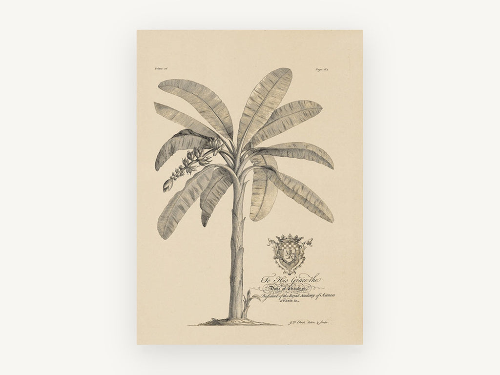 Banana Tree Dedication Plate, vintage canvas wall art print, front view