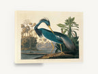 Blue Heron Preening, blue heron bird illustration, landscape canvas wall art print ready to hang