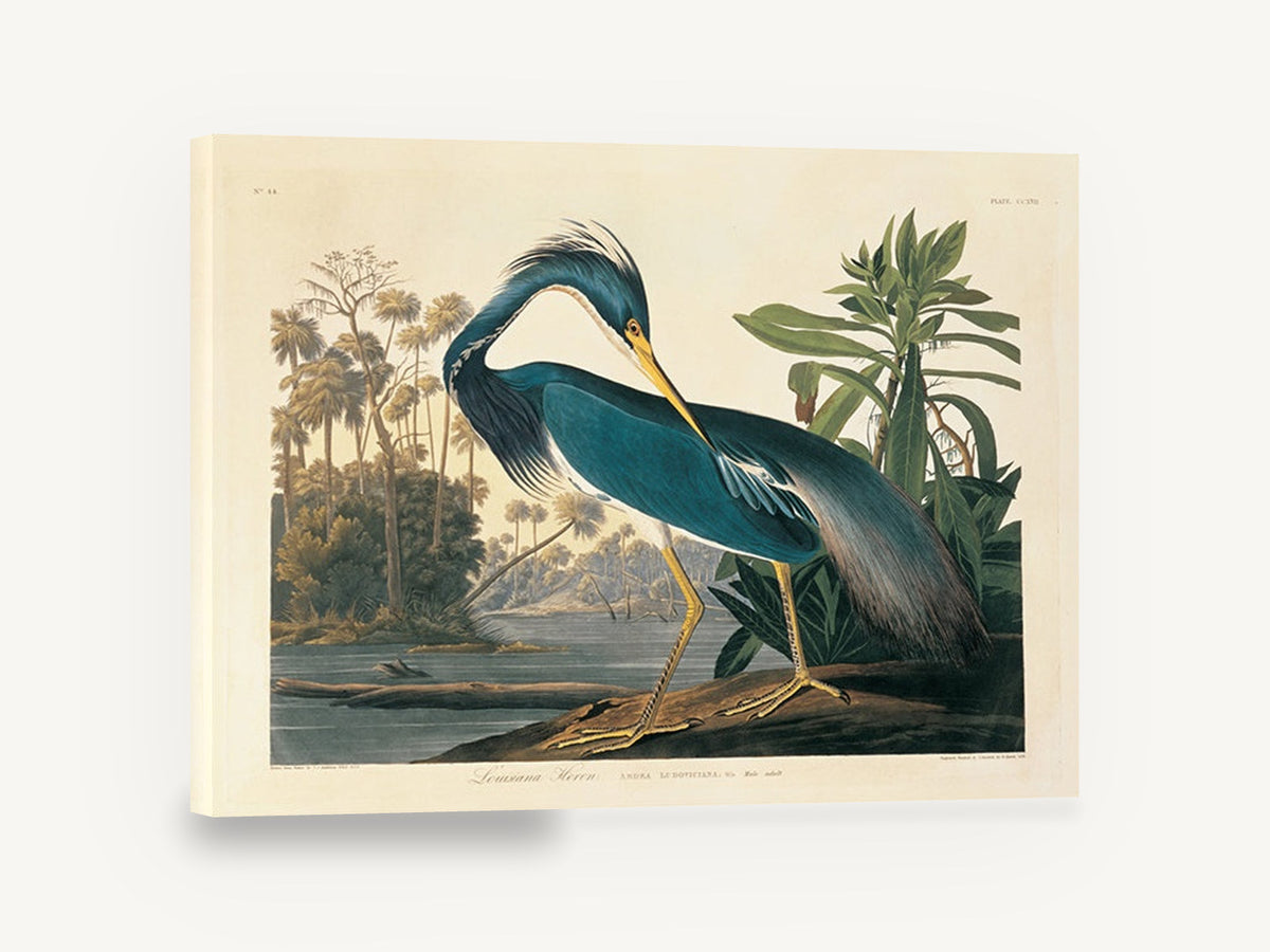 Blue Heron Preening, blue heron bird illustration, landscape canvas wall art print ready to hang
