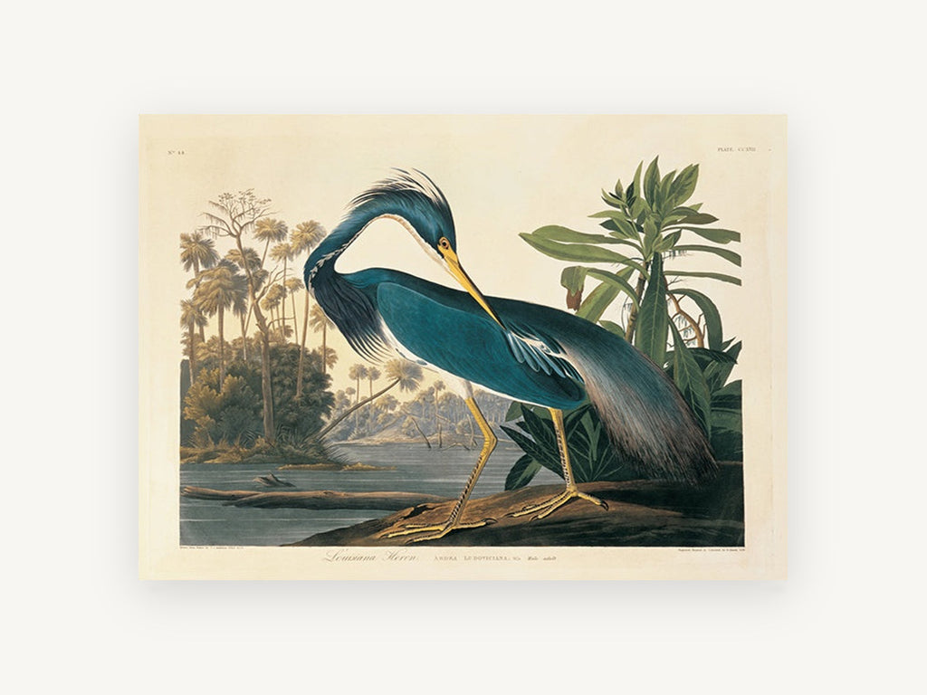 Blue Heron Preening, blue heron bird illustration, landscape canvas wall art print, front view