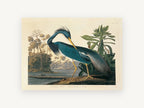 Blue Heron Preening, blue heron bird illustration, landscape canvas wall art print, front view