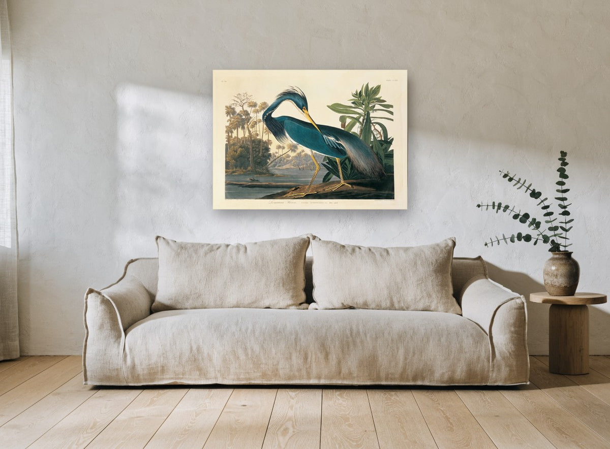 Blue Heron Preening landscape canvas print on the wall of a living room