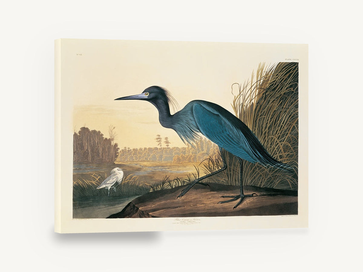 Blue Heron at Dusk, blue heron wetland bird illustration, landscape canvas wall art print ready to hang