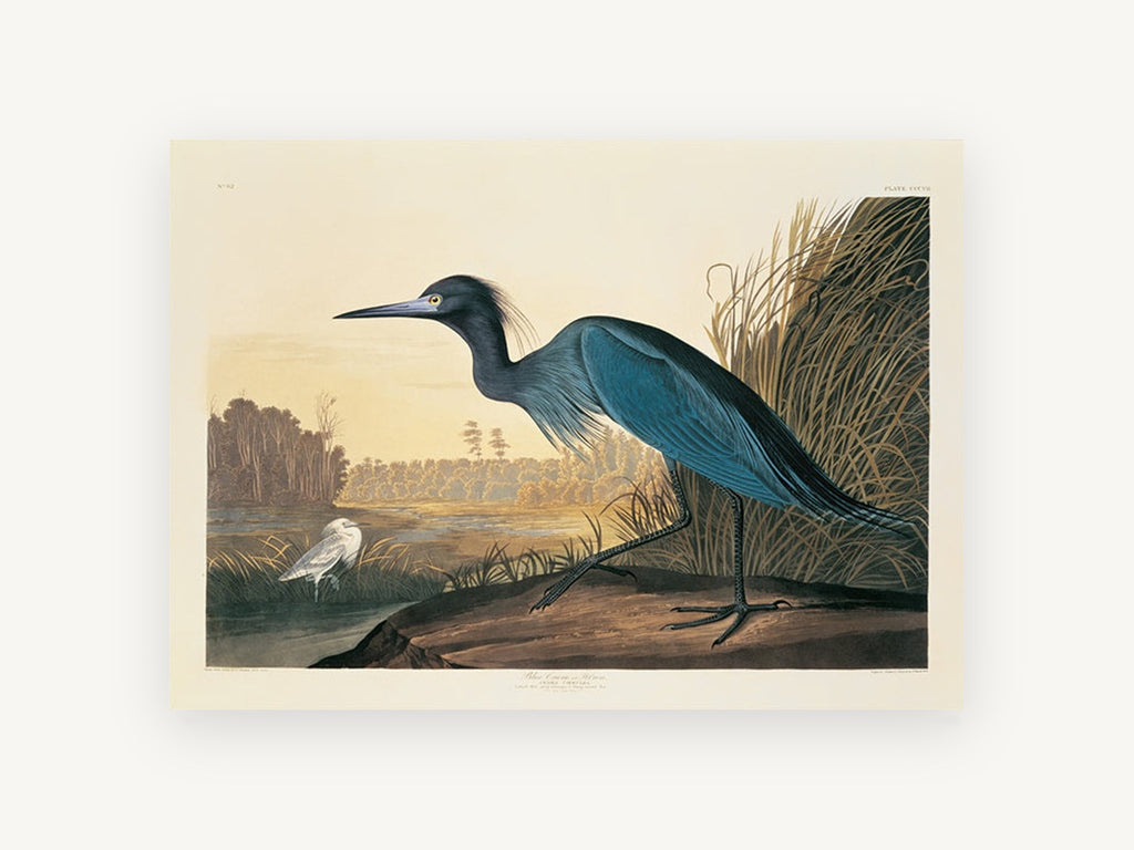 Blue Heron at Dusk, blue heron wetland bird illustration, landscape canvas wall art print, front view