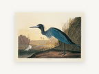 Blue Heron at Dusk, blue heron wetland bird illustration, landscape canvas wall art print, front view
