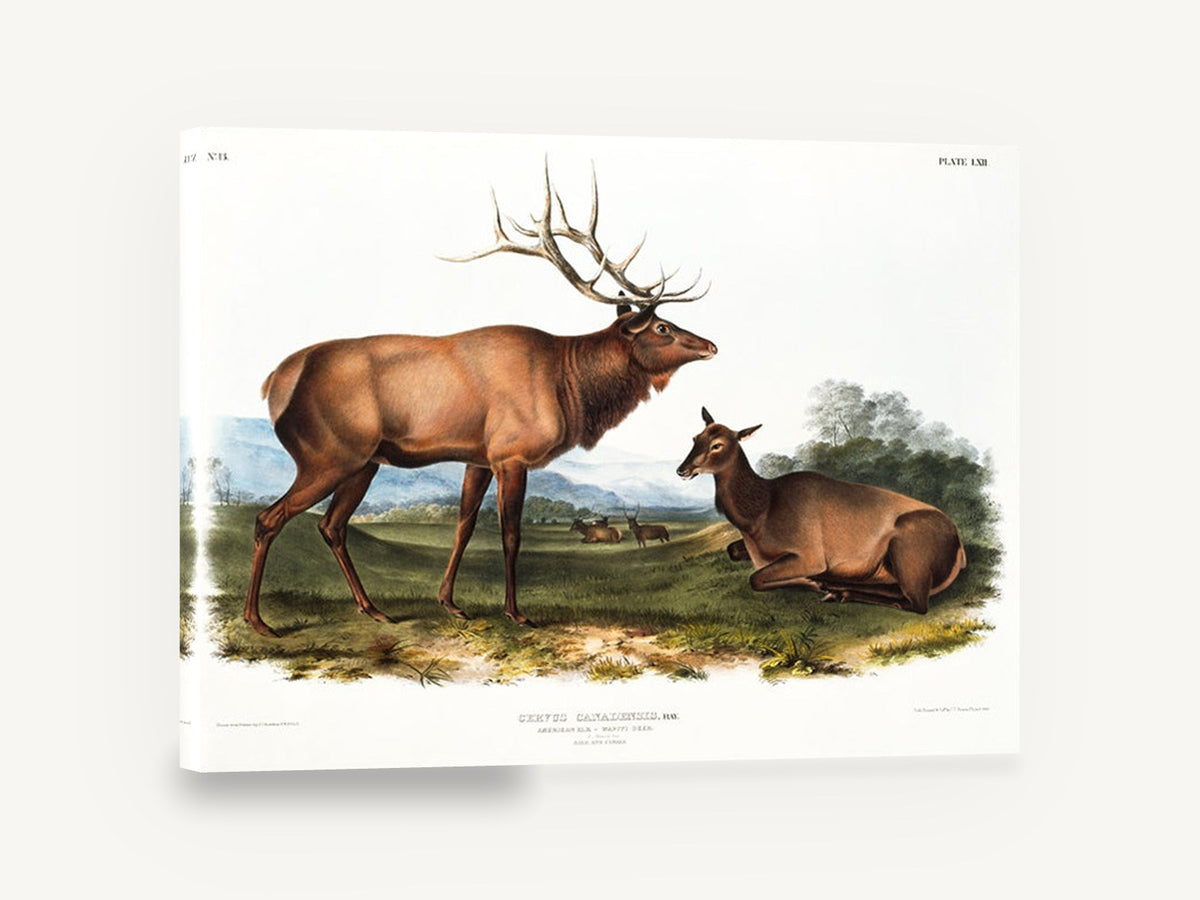 Elk on the Meadow, vintage american elk illustration, landscape canvas wall art print ready to hang