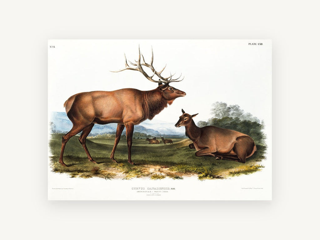 Elk on the Meadow, vintage american elk illustration, landscape canvas wall art print, front view