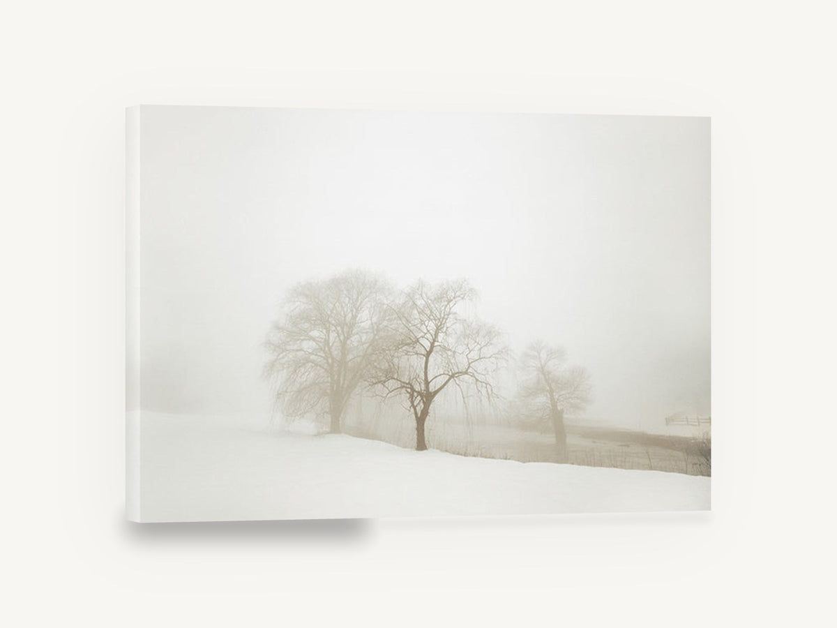 Willows in White Fog, foggy winter willow trees photograph, landscape canvas wall art print ready to hang