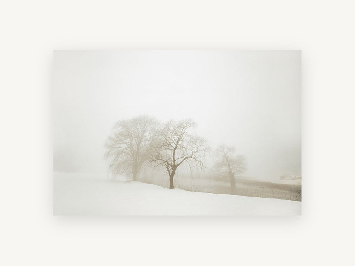 Willows in White Fog, foggy winter willow trees photograph, landscape canvas wall art print, front view