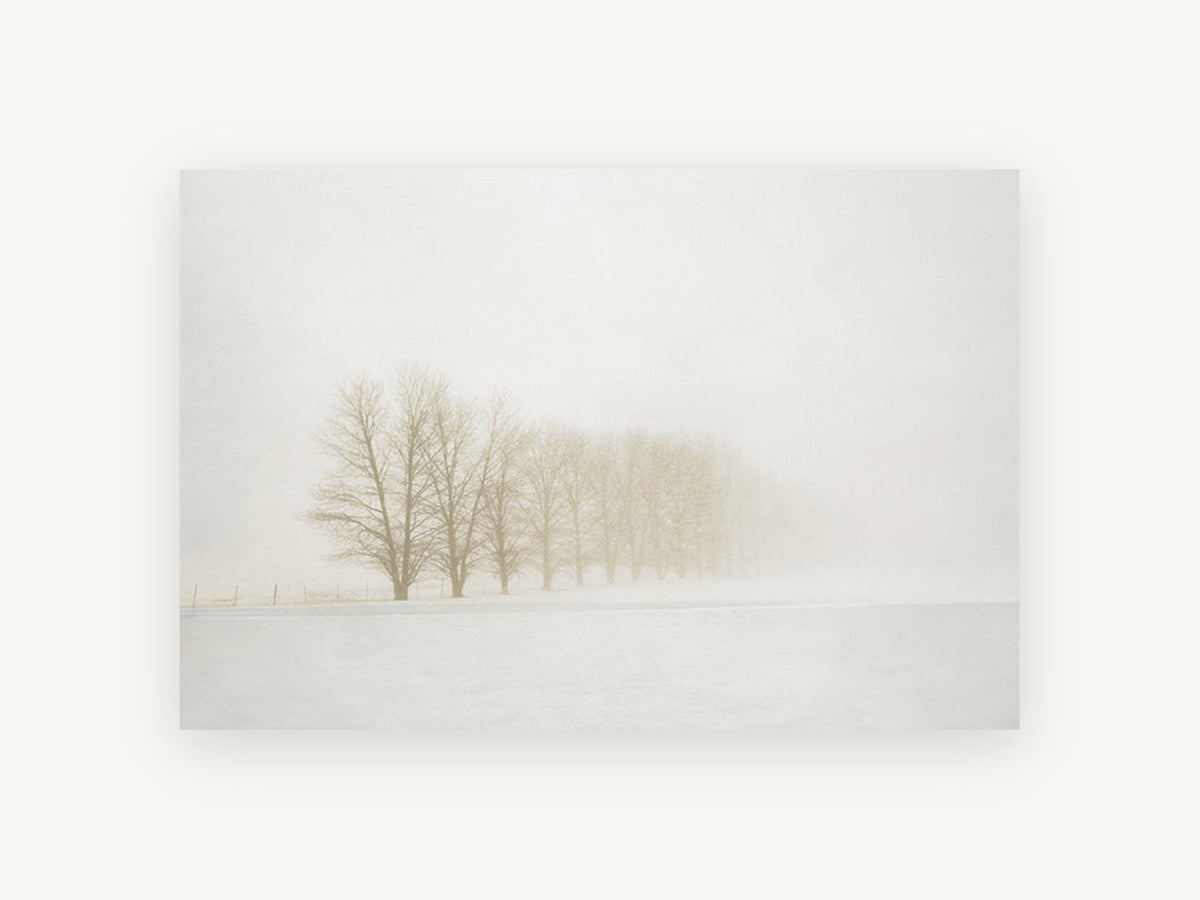 Winter Poplar Row, foggy winter tree line photograph, landscape canvas wall art print, front view