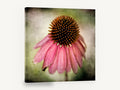 Drooping Coneflower, pink echinacea coneflower textured photograph, floral canvas wall art print ready to hang