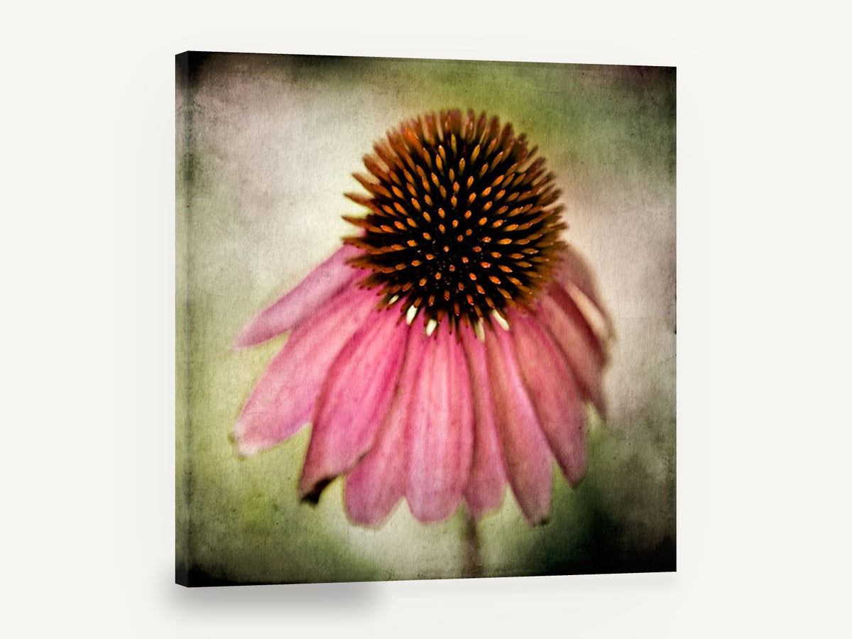 Drooping Coneflower, pink echinacea coneflower textured photograph, floral canvas wall art print ready to hang