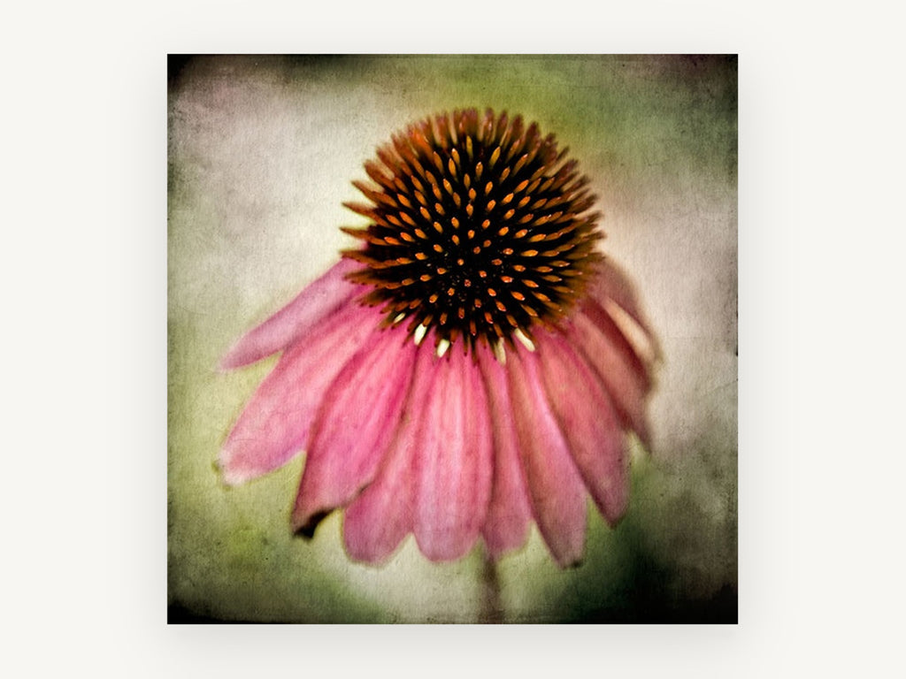 Drooping Coneflower, floral canvas wall art print, front view